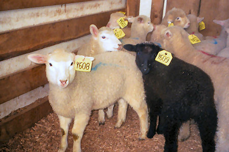 Sheep & Goat Marketing